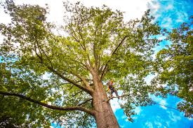 Trusted Indian Hills, TX Tree Removal Experts